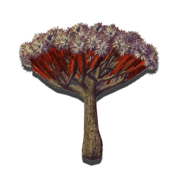 The bark on this tree is misleading. Neither rough nor hard, its flesh is instead soft and moist to the touch. Wrinkles in the surface store extra water for times of hardship.