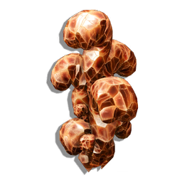 This sun-loving plant is an unusual hybrid of mineral and vegetation, giving it its dazzlingly beautiful glassy appearance.