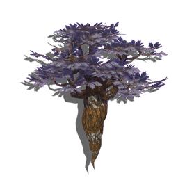 A domesticated variety of desert tree, prized for the twirling, sculpted quality of its trunk.