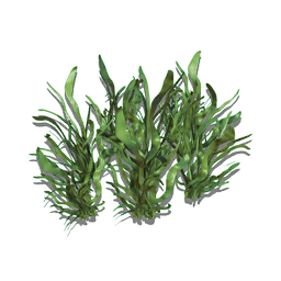 A tough ornamental grass, suitable for growing in all biomes, soil types, and weather conditions. Closely related to certain varieties of seaweed, ribbon grass can be identified by its long rippling blades and fine hexagonal surface texture.