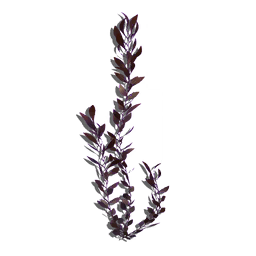 A freestanding vine with a naturally gritty, powder-like texture to its leaves. Smells of bonfire and charcoal.