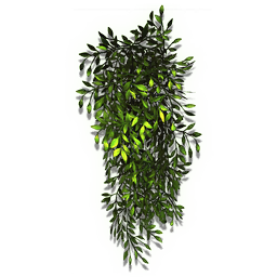 A hardy variety of lampenflora. This creeping vine occurs naturally in damp, subterranean environments, but will thrive as a free-standing shrub in any biome type.