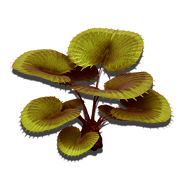 A medium-sized decorative plant. Each of its leaves is covered in a thin film of sticky latex. Insects that land on these leaves are slowly absorbed by digestive hormones mixed in with the glue.