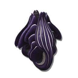 This vegetative structure is high in antioxidants, though a thick layer of scales makes it impractical for farming.